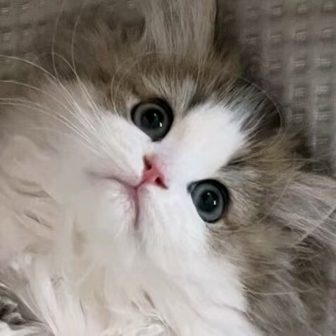 Teuioe 的头像